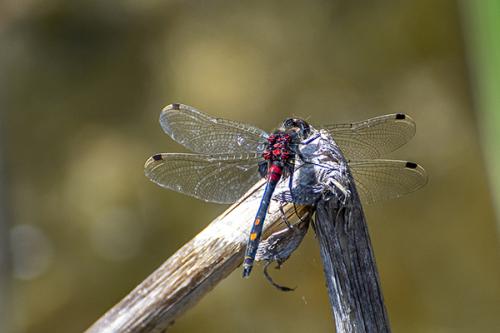 Leucorrhinia dubia